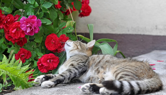 Safe Houseplants for Cats