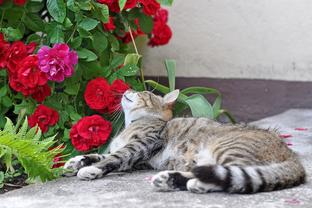 Safe Houseplants for Cats