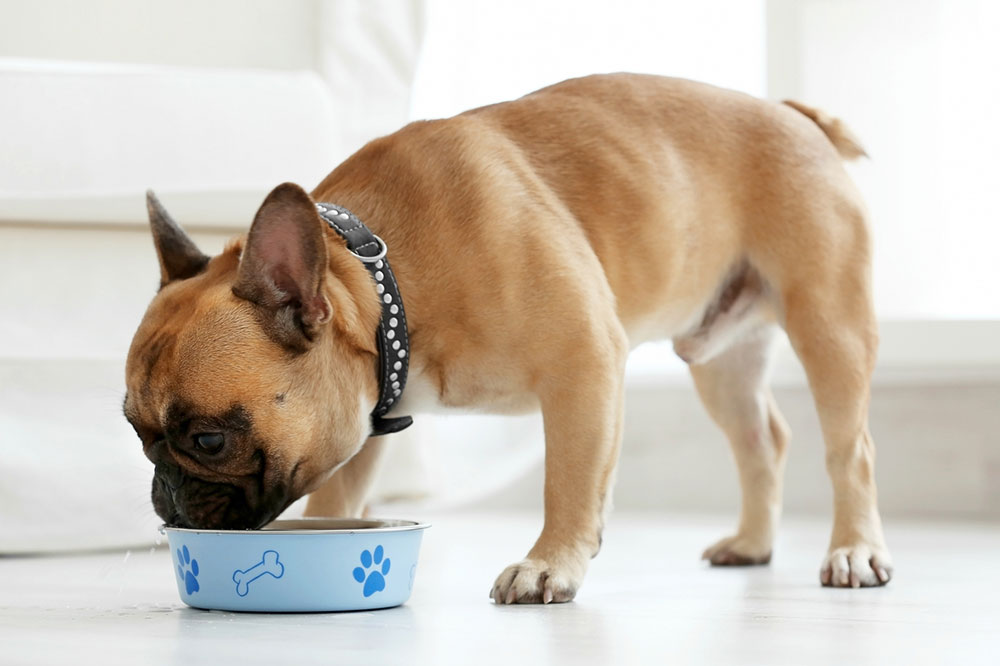 Treating Food Allergies in Dogs