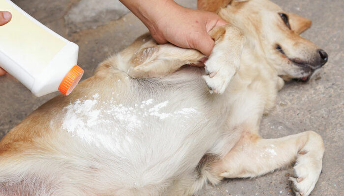 5 Tips to Get Rid of Dog Fleas and Ticks