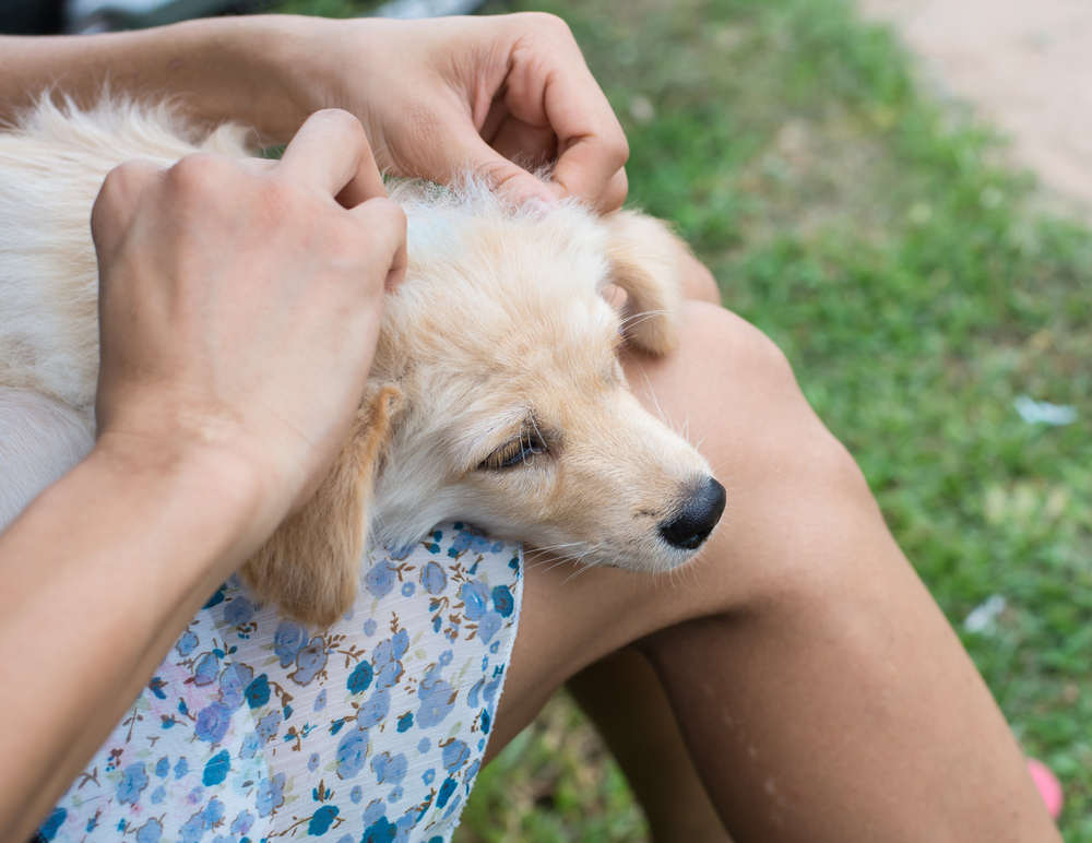 The Real Dangers of Fleas on House Pets